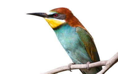 European bee eater, Merops apiaster. Portrait isolated