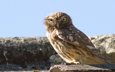 Little owl, Athene noctua. Close-up bird sitting on a slate roof