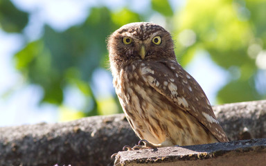 Little owl, Athene noctua. Owl sits on the roof of the house on a background of green tree