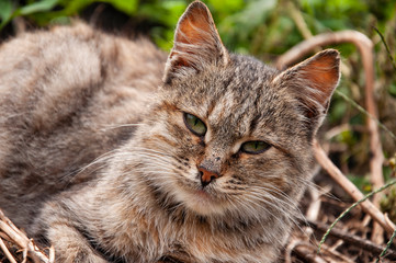 Beautiful tricolor сat with green eyes is sweetly laying on the dry grass and looking forward. Pet on the yard 