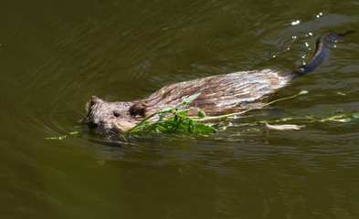 Muskrat, musquash, ondatra, Ondatra zibethicus. Muskrat swim on the river with a green branch in its teeth