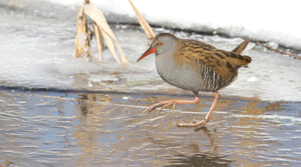 Going for food. Water Rail, Rallus aquaticus.