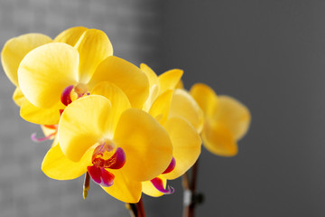 Close up of yellow flowers of Orchid on blurred background