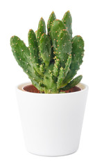 Potted cactus isolated on white background, close up