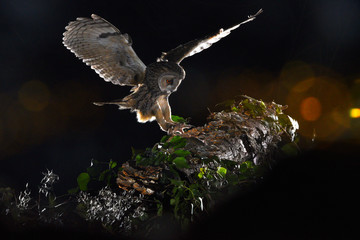 Asio otus