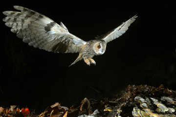 Asio otus