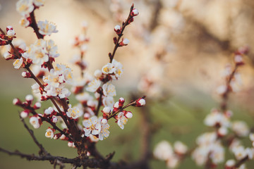 Beautiful floral spring abstract background of nature. Branches of blossoming apricot macro with soft focus on gentle light blue sky background. For easter and spring greeting cards with copy space