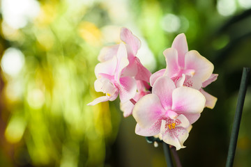 Fototapeta na wymiar Orchid flower blossoms close up on blurred background. Botanical garden
