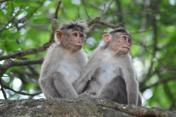 MONKEY'S AT THE TOP OF TREE, TAKEN ON THE WAY TO KODAIKANAL,TAMILNADU,INDIA, PHOTOGRAPHY BY S.T.MANOHARAN  