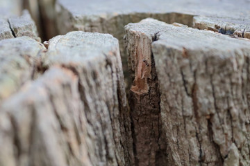 Dry wood block with an ant