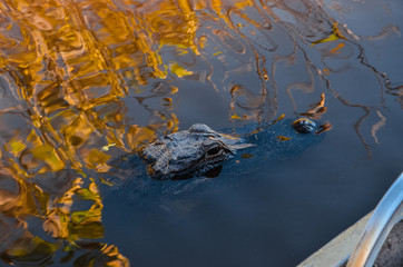Alligator blickt aus dem Wasser im Sumpf der Everglades