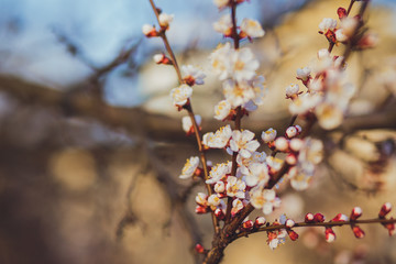 Beautiful floral spring abstract background of nature. Branches of blossoming apricot macro with soft focus on gentle light blue sky background. For easter and spring greeting cards with copy space