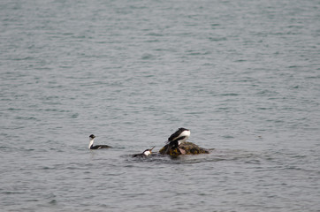 Imperial shags Leucocarbo atriceps on the sea.