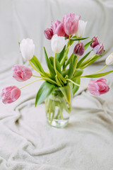 Spring flowers, bunch of tulips in the glass vase. White and pink tulips on beige plaid.