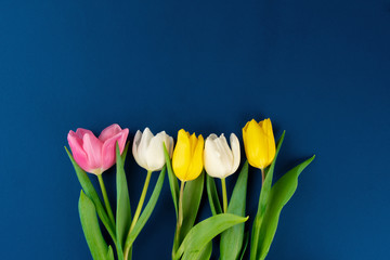 Fresh flower on classic blue background, copy space, top view