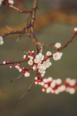 Beautiful floral spring abstract background of nature. Branches of blossoming apricot macro with soft focus on gentle light blue sky background. For easter and spring greeting cards with copy space