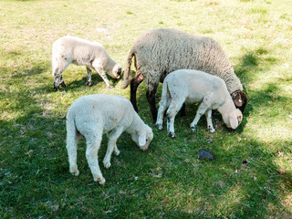 Obraz na płótnie Canvas Schafe auf einer Weide