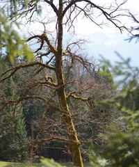 Uriger alter Baum am Schwarzenberg