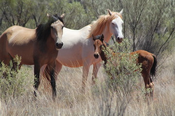 Wild horses in the dessert of Australia