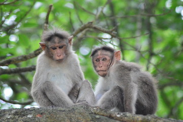 MONKEY COUPLE