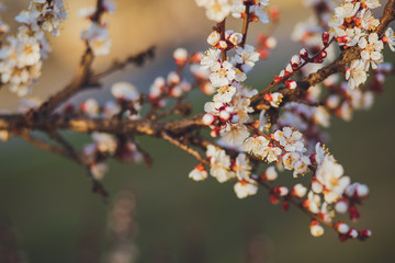 Beautiful floral spring abstract background of nature. Branches of blossoming apricot macro with soft focus on gentle light blue sky background. For easter and spring greeting cards with copy space