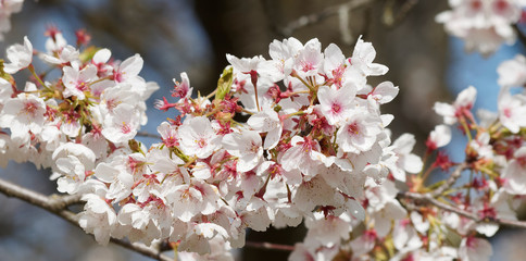 Abondante et magnifique floraison blanche du Cerisier à fleur du Japon Yoshino (Prunus yedoensis)