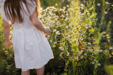 Little girl in flower fields, Outdoor portrait. field with daisies