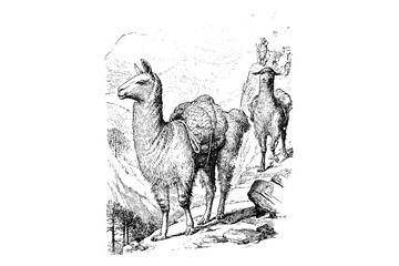 LLAMA (Auchenia Lama) - Vintage Engraved Illustration 1889