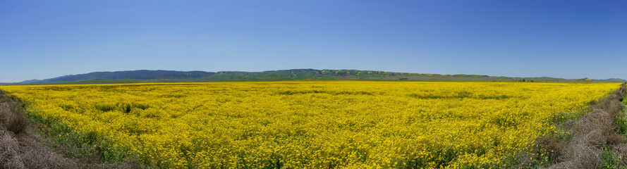 Fototapeta premium Beautiful yellow goldifelds blossom