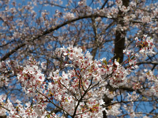 Fototapeta premium Cerisier à fleur Yoshino (Prunus yedoensis) aux branches arquées garnies de grappes de fleurs en coupe blanche au coeur rose parfumées
