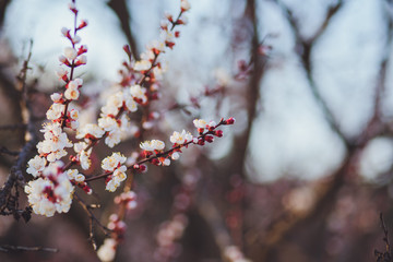 Beautiful floral spring abstract background of nature. Branches of blossoming apricot macro with soft focus on gentle light blue sky background. For easter and spring greeting cards with copy space