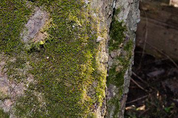 Texture of old stone photo in the sunlight