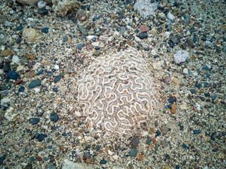 petrified coral on the island of Curacao