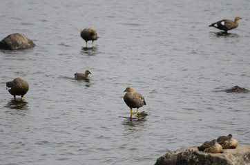 Upland geese Chloephaga picta on the sea.