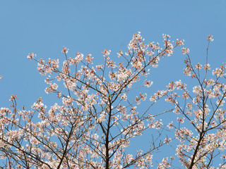 Prunus yedoensis | Cerisier à fleur Yoshino avec ses charmantes grappes de fleurs en coupe de couleur blanche au printemps