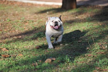 Fototapeta premium English bulldog purebred dog running in the park