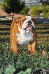 English Bulldog purebred dog brown and white in the park