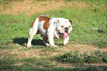 English bulldog purebred dog white brown color walking in the park