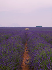Obraz premium Lavendelfeld der Provence mit Häuschen bei Dämmerung