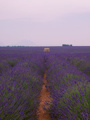 Fototapeta premium Lavendelfeld der Provence mit Häuschen bei Dämmerung