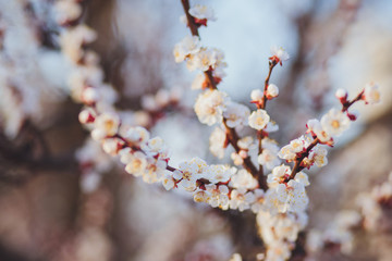 Beautiful floral spring abstract background of nature. Branches of blossoming apricot macro with soft focus on gentle light blue sky background. For easter and spring greeting cards with copy space