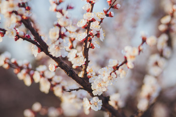 Beautiful floral spring abstract background of nature. Branches of blossoming apricot macro with soft focus on gentle light blue sky background. For easter and spring greeting cards with copy space