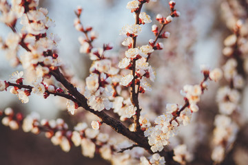 Beautiful floral spring abstract background of nature. Branches of blossoming apricot macro with soft focus on gentle light blue sky background. For easter and spring greeting cards with copy space