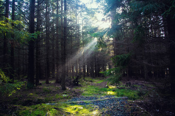 rays of sun in the forest