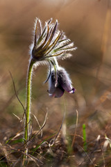 Pulsatilla pratensis - dark violet flower of pasque flower with beautiful bokeh