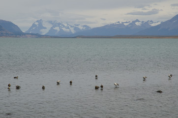 Upland geese Chloephaga picta on the sea.