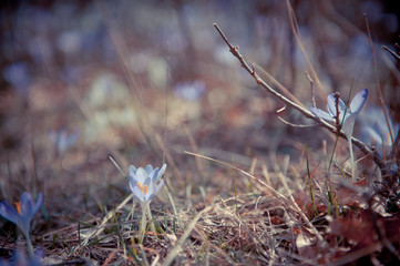 Melancholy landscape