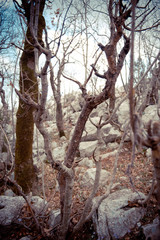 Fototapeta premium Melancholy landscape