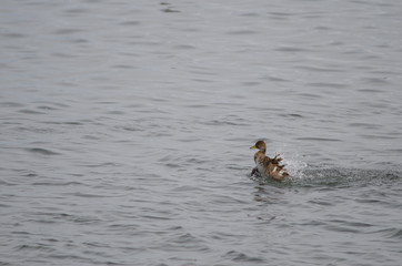 Chilean teals Anas flavirostris flavirostris bathing on the sea.