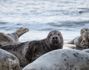Fototapeta premium Group of seals lying on sandy beach